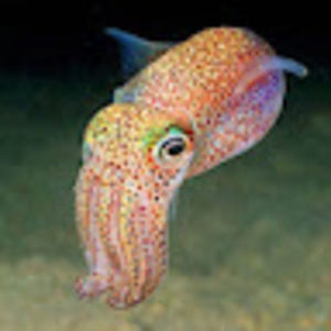 Meet your Posher, Sidney